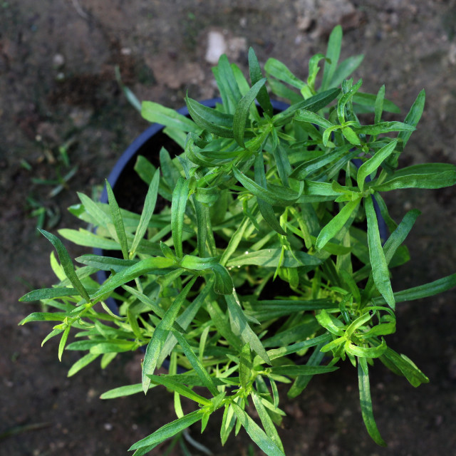 "Tarragon in pot" stock image