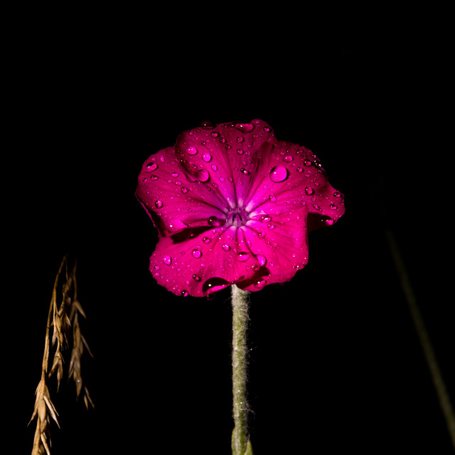"Purple singel flower" stock image