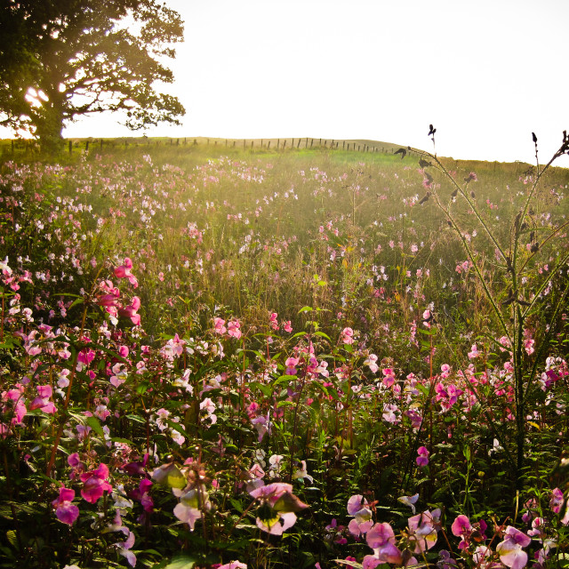 "Field of flowers" stock image