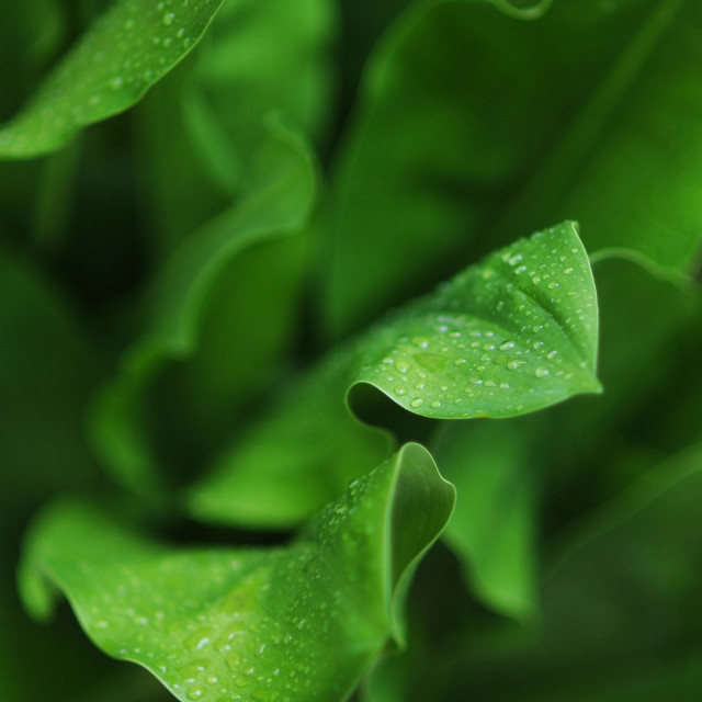 "After the rain" stock image