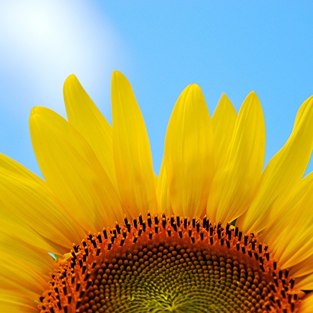 "Sunflower" stock image