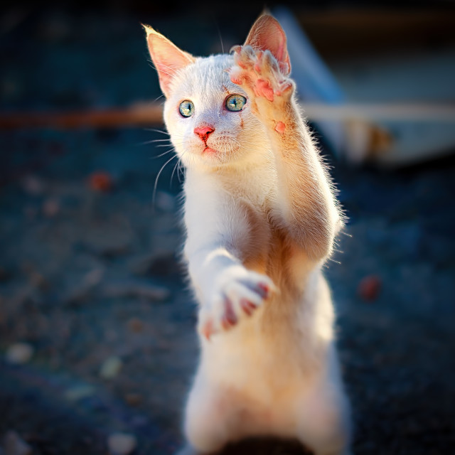 "dancing kitten" stock image