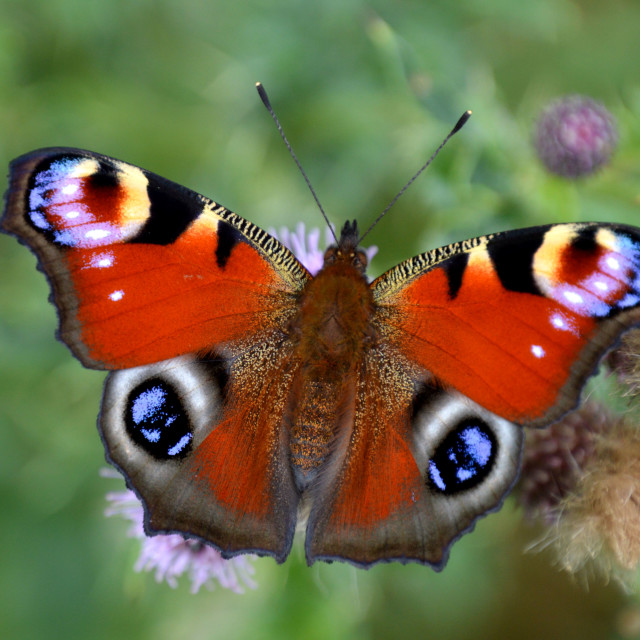 "Peacock Butterfly" stock image