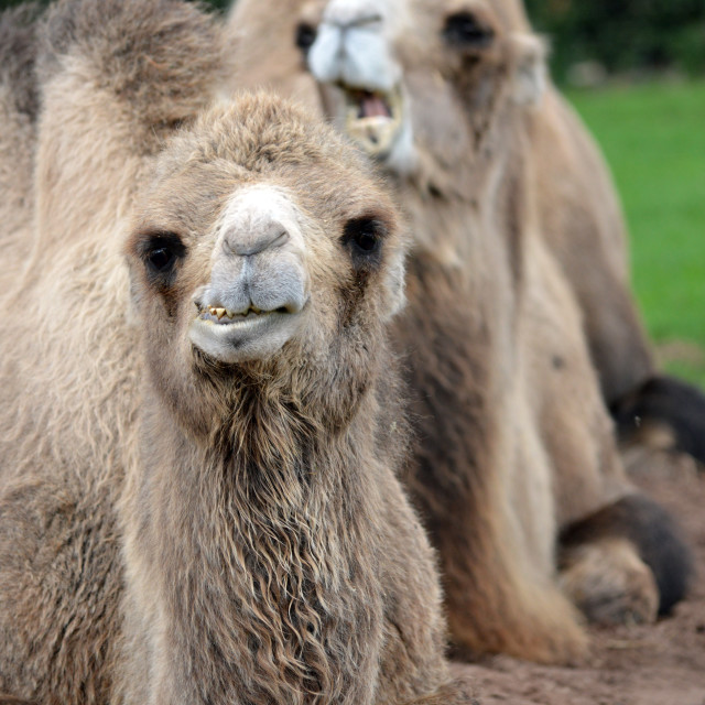 "Camels in a row" stock image