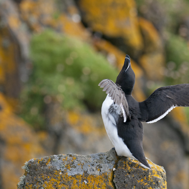 "Razorbill" stock image