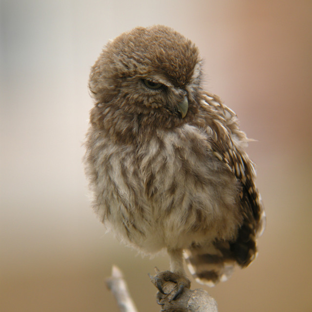 "little owl, Athene noctua" stock image
