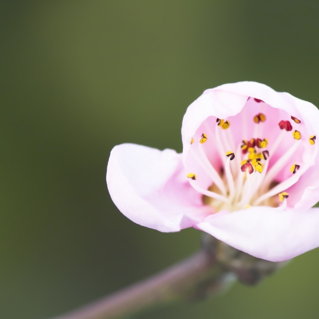 "Peach Tree Blossom" stock image