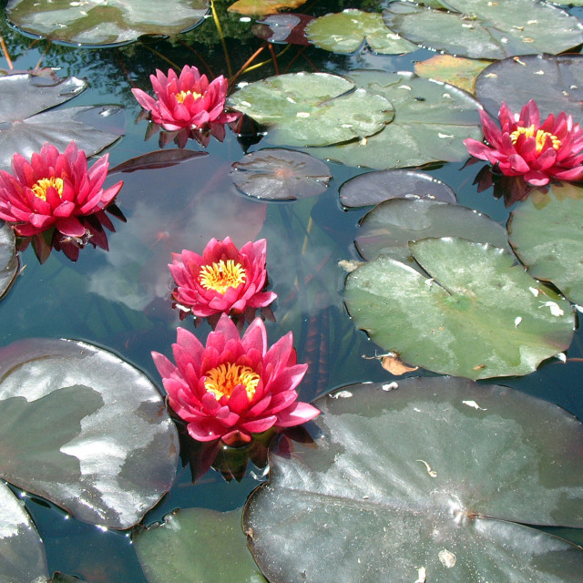 "Waterlily" stock image