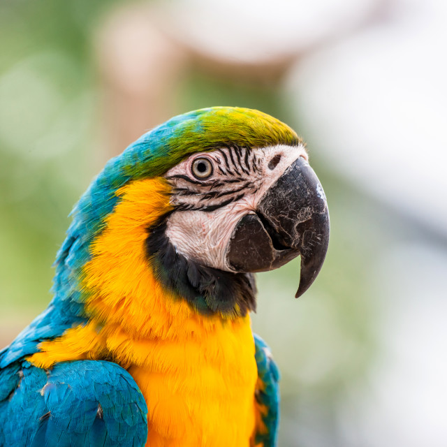 "Colorful parrot in the jungle" stock image