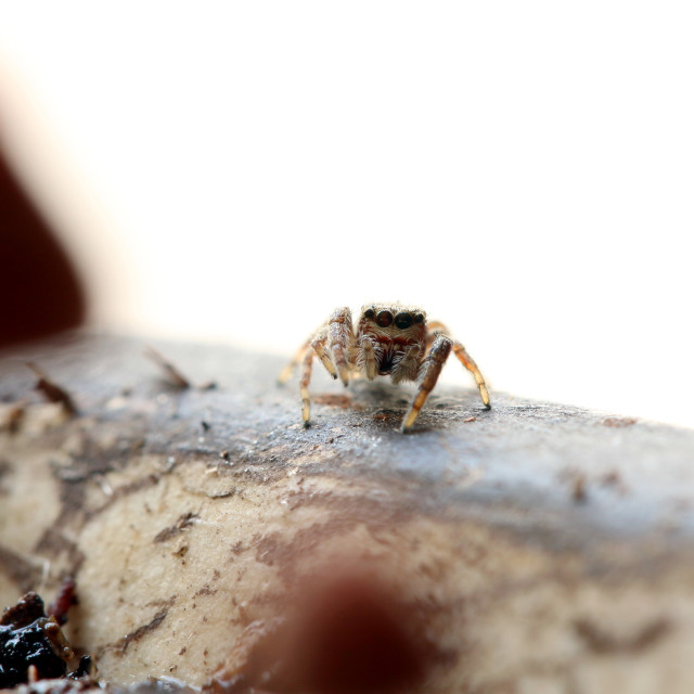 "Jumping spider" stock image