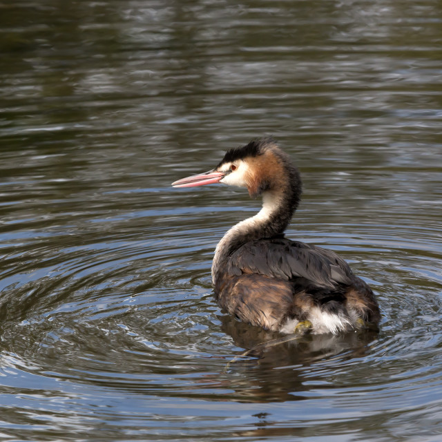"Great Crested Grebe 2." stock image