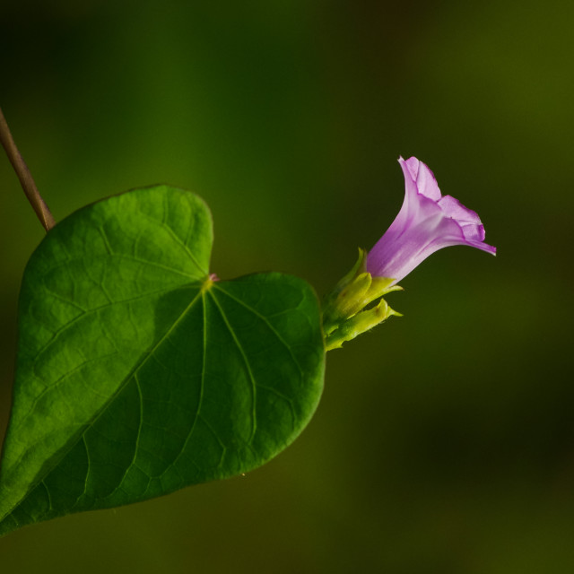 "Loving wild flower" stock image