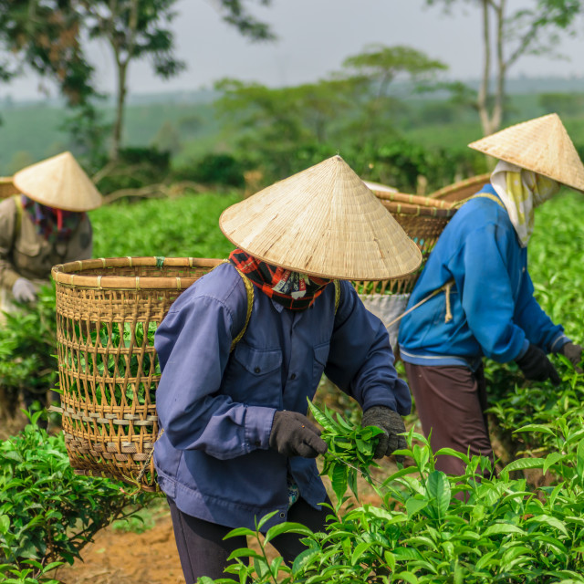 "Women with conical hat working on green tea plantation, Bao Loc, Lam Dong, Vietnam" stock image