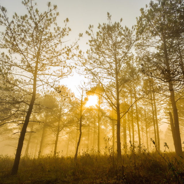 "Golden sunrise - low angle view from forest of Da Lat, Lam Dong, Vietnam." stock image