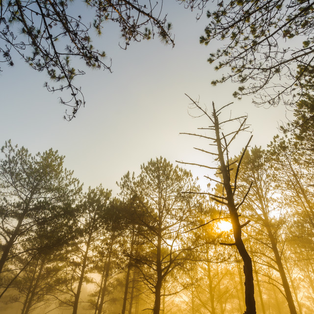 "Golden sunrise - low angle view from forest of Da Lat, Lam Dong, Vietnam." stock image