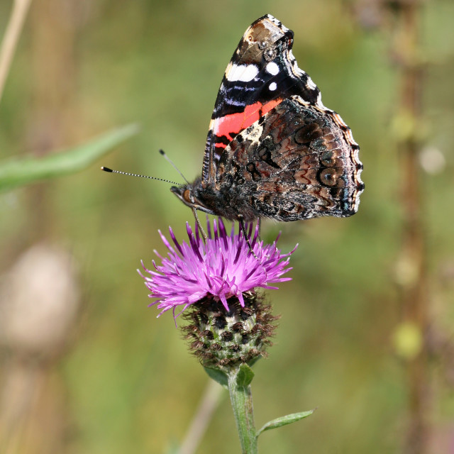 "A Red Admiral (Vanessa atalanta) butterfly on a pink flower of a Common Knapweed (Centaurea nigra) plant" stock image