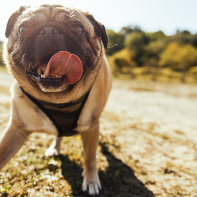 "Pug" stock image