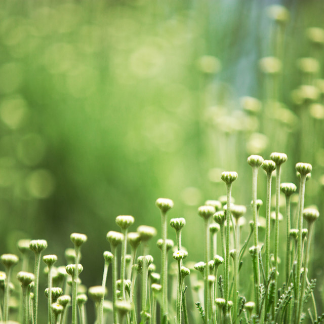 "Green buds" stock image