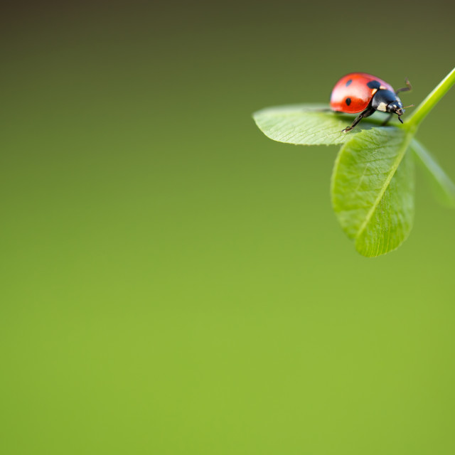"Ladybug on green leaf" stock image