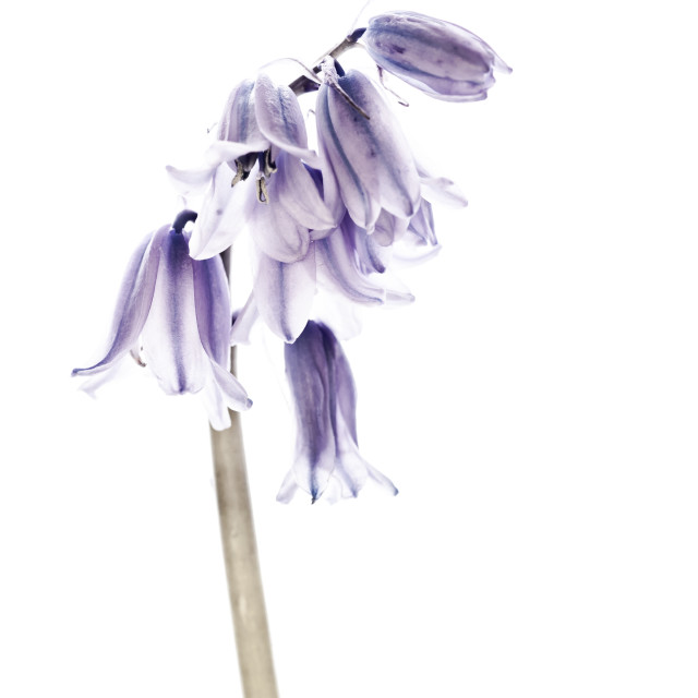 "Bluebells" stock image