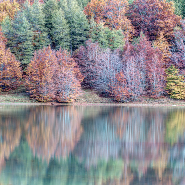 "Trees reflected in the lake" stock image