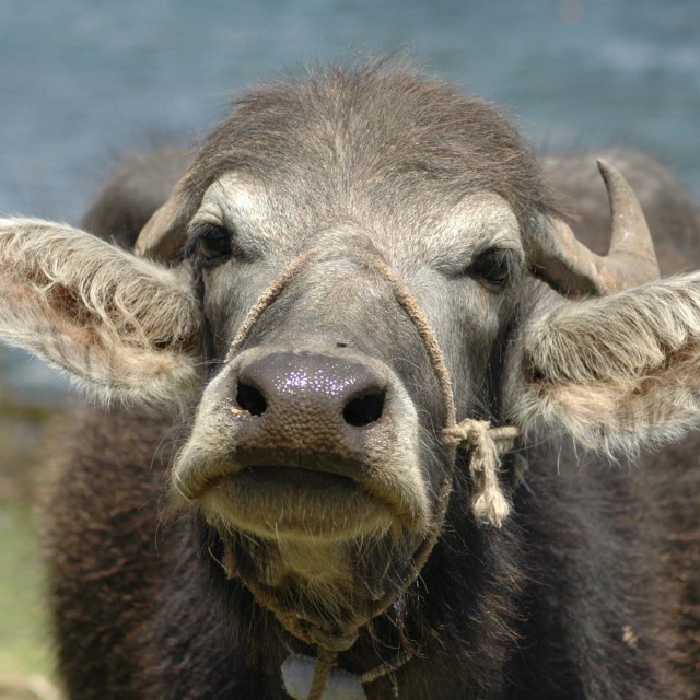 "Curious Cow" stock image