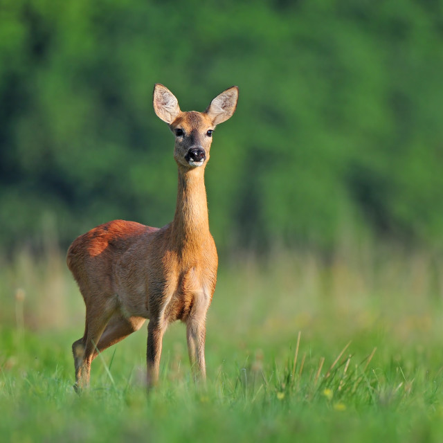 "Roe deer" stock image