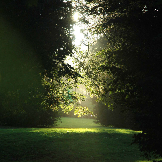 "Dappled shade" stock image