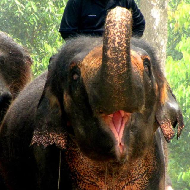 "Happy Elephant" stock image