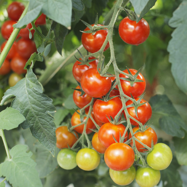 "Tomatoes" stock image