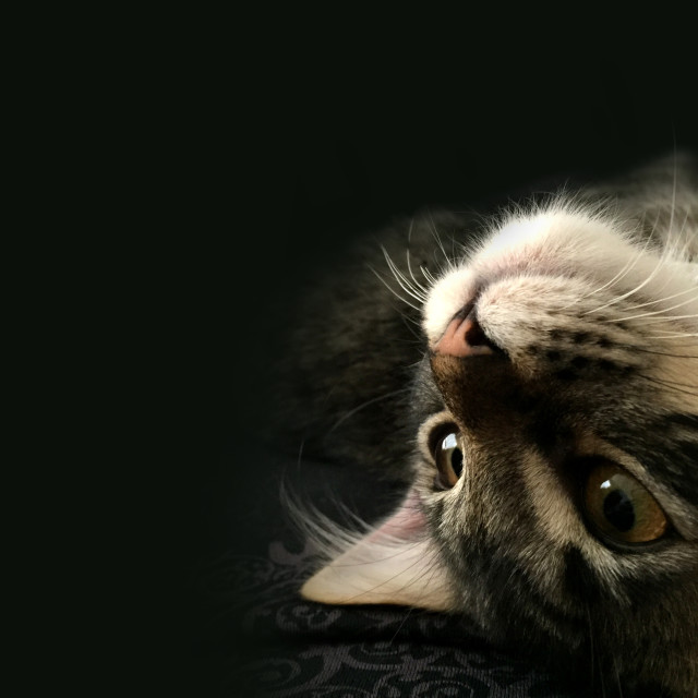"Cat" stock image