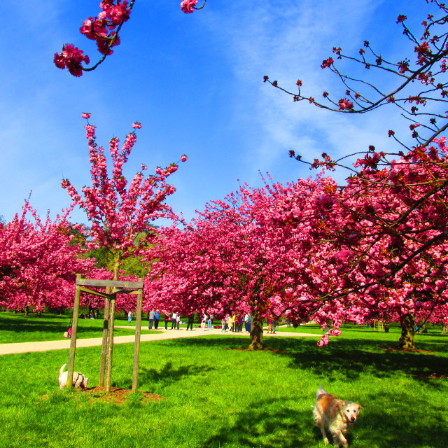 "Puppy in cherry blossom" stock image