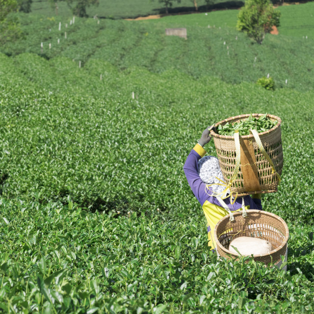 "People collecting tea leaves in the field" stock image