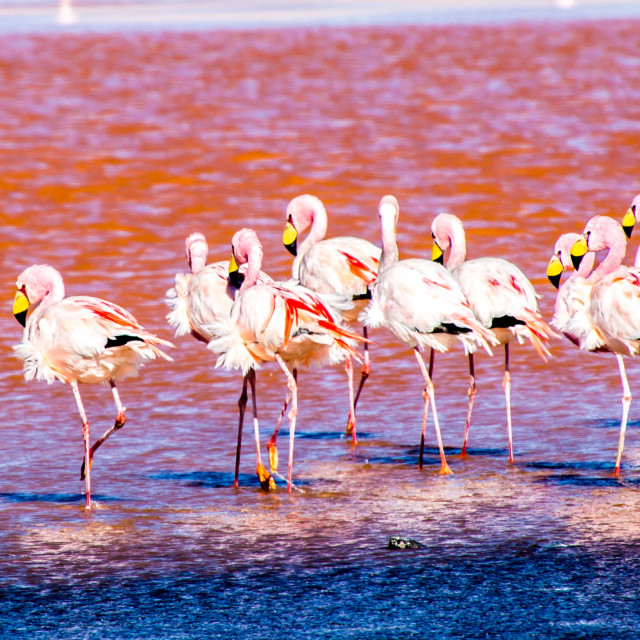 "Flamingos" stock image