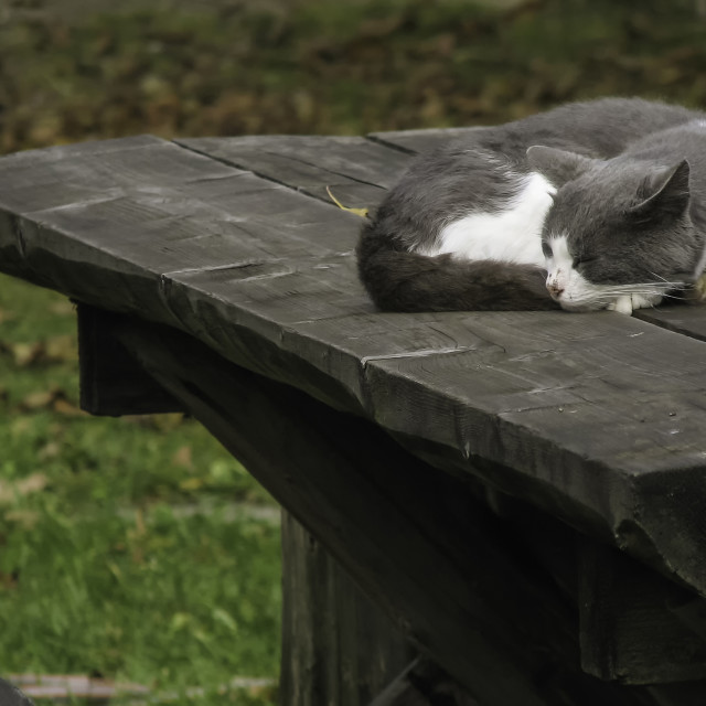 "Sleepy Cat on Outdoor Wooden Table" stock image