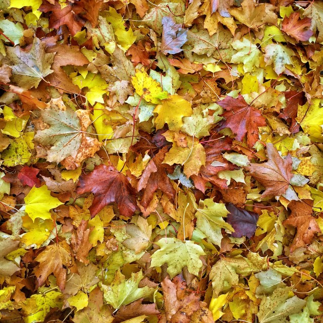 "Fallen Autumn Leaves" stock image