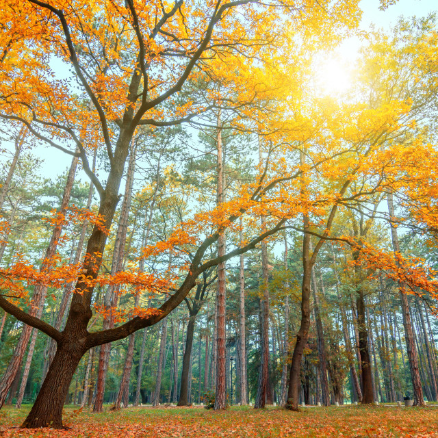 "autumn forest" stock image