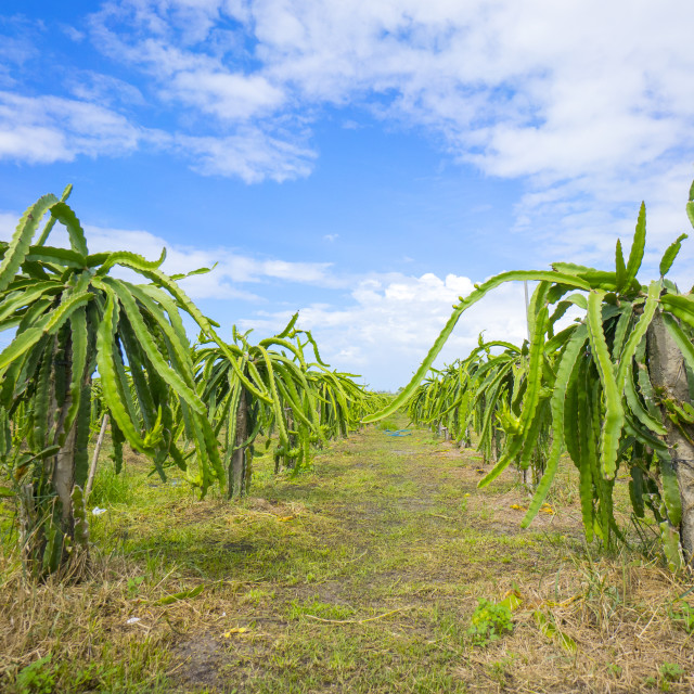 "Dragon fruit garden" stock image