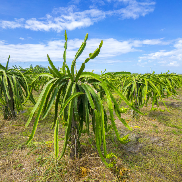 "Dragon fruit garden" stock image