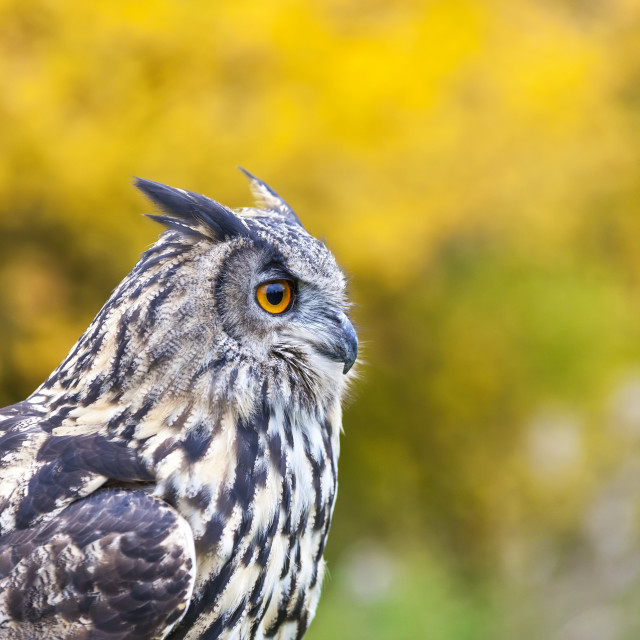 "European Eagle Owl" stock image