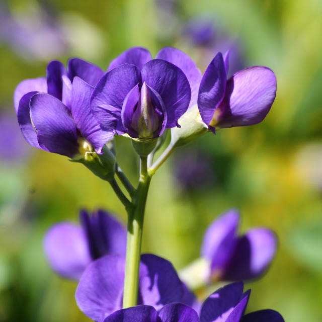 "Indigo Flower" stock image