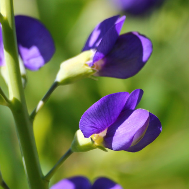 "Indigo Flower" stock image