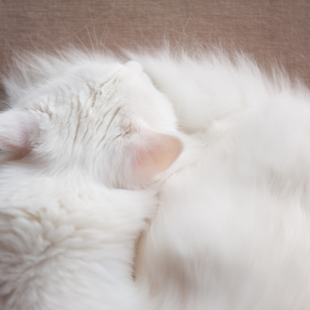 "Turkish Angora cat sleeping" stock image