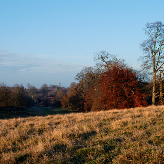 "Knowle Park, Autumn" stock image