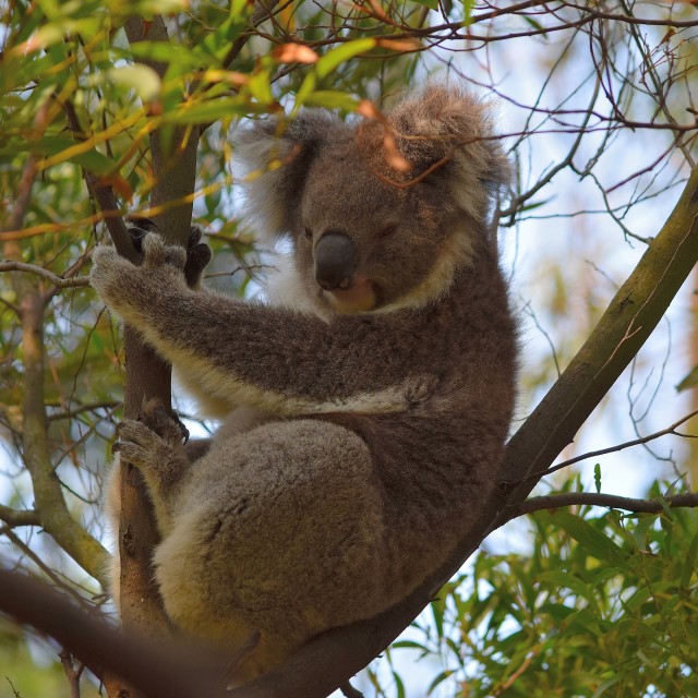 "Koala" stock image