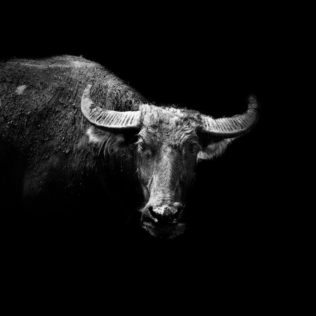 "The bull is watching you" stock image