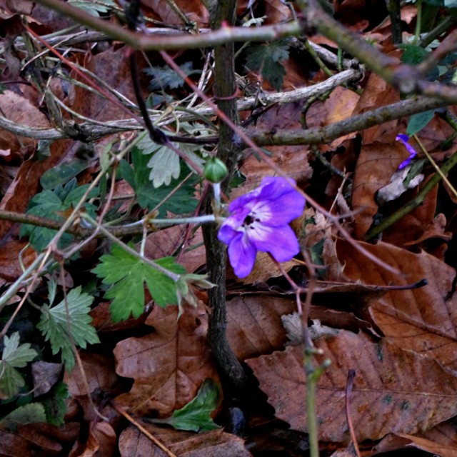 "One proud purple flower!" stock image