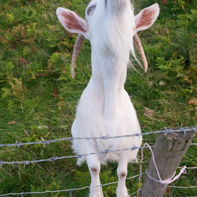 "white irish goat standing on fence" stock image