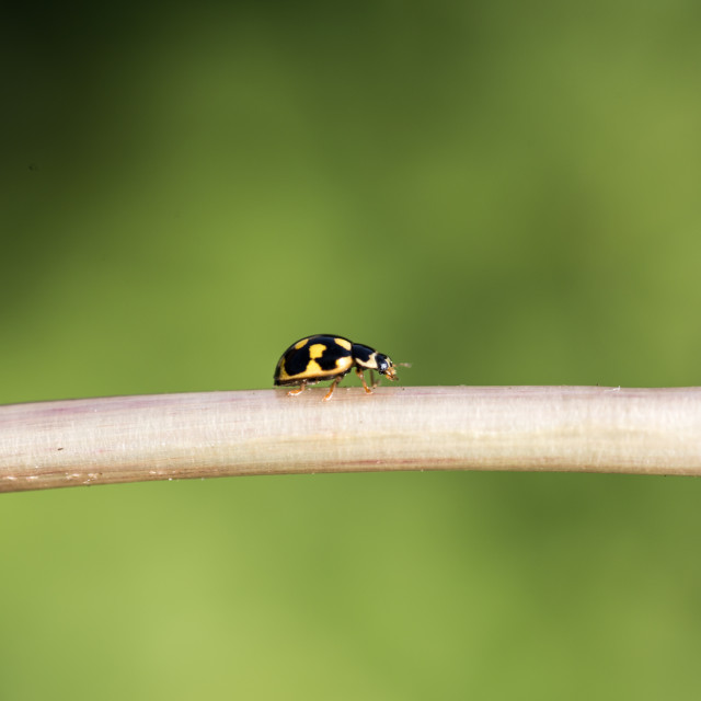 "Yellow ladybug II" stock image