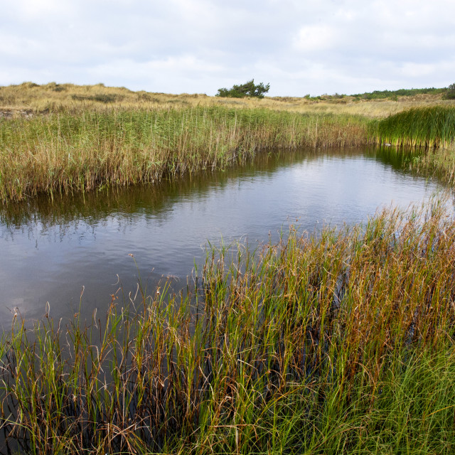 "Landschap Vlieland; Landscape Vlieland (Netherlands)" stock image